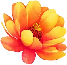 a flower with a white background.jpg